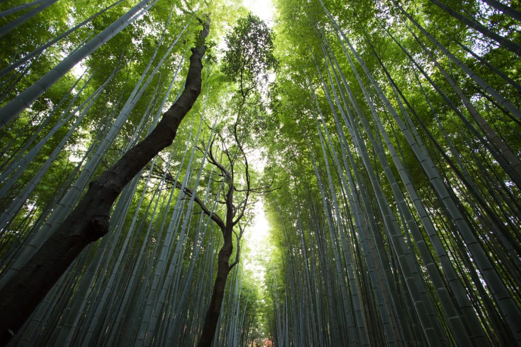 Bamboe neemt CO2 op